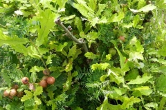 Knapsack_10_Gallen-der-Eichengallwespe