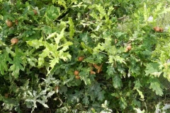 Knapsack_11_Gallen-der-Eichengallwespe