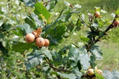 Knapsack_12_Gallen-der-Eichengallwespe