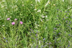 Knapsack_16_Natternkopf-Echium-vulgare