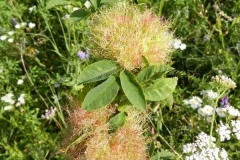 Knapsack_18_Rosengallen