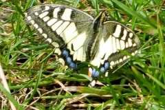 Knapsack_19_Schwalbenschwanz