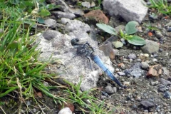 Knapsack_1_Plattbauch-Libellula-depressa1