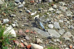 Knapsack_6_Plattbauch-Libellula-depressa2