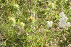 Knapsack_8_Calina-vulgaris