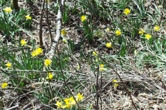 Narzissenwiesen in der Eifel..02