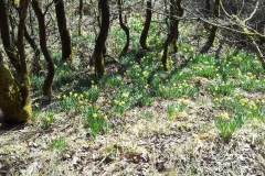 Narzissenwiesen in der Eifel..03