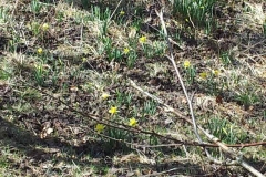 Narzissenwiesen in der Eifel..05